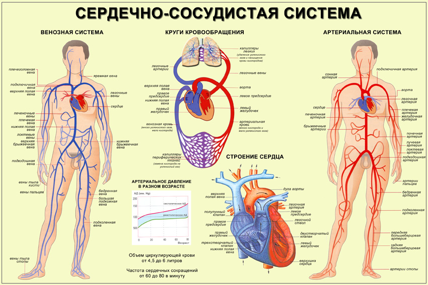 Реферат: Заболевания сердечно-сосудистой системы